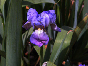Vivers Càrex - Iris pallida 